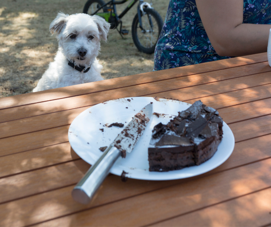chien a mangé chocolat