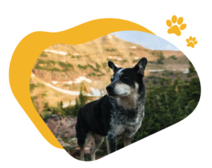 Promenade de chien dans les Pyrénées