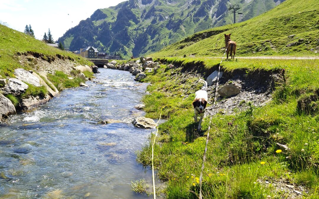 Préparer ses vacances avec son chien
