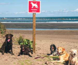 plage chien interdite