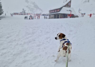 garde chien station ski