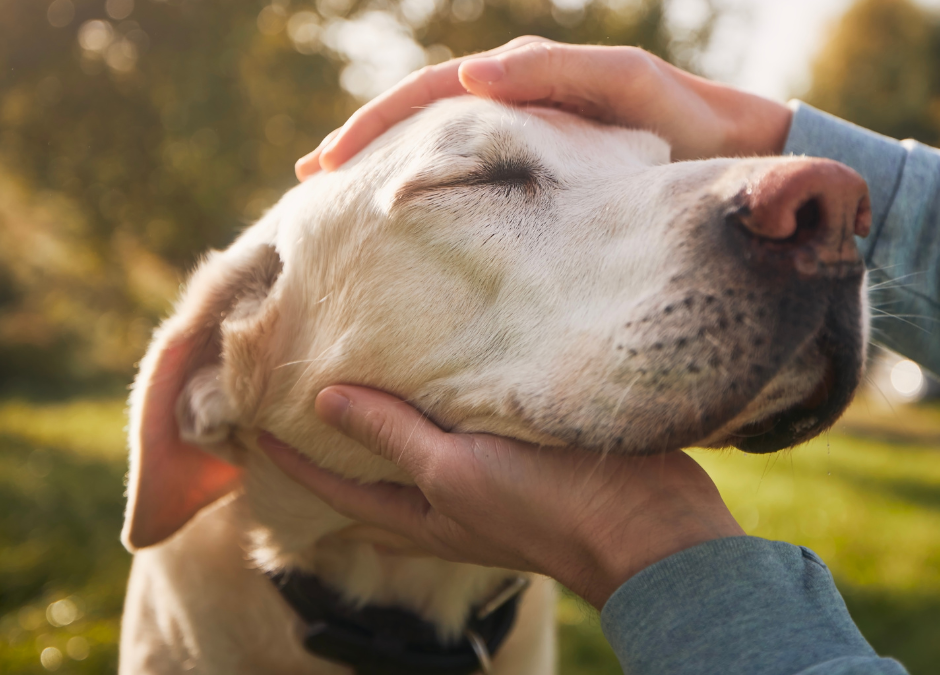 Communiquer avec un chien sourd ou mal-voyant
