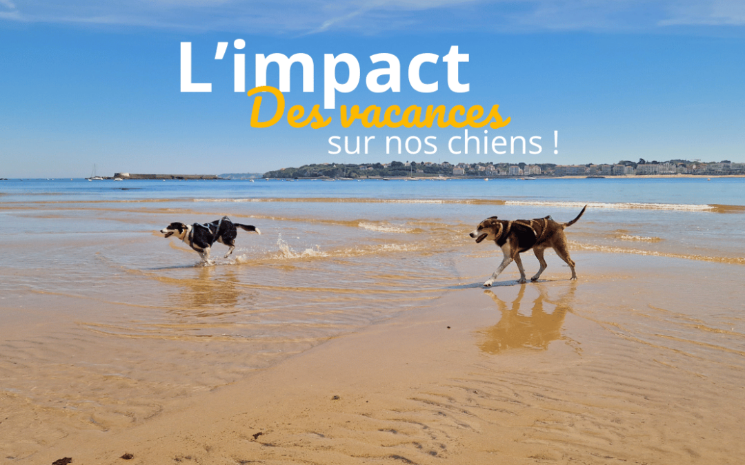 vacances avec son chien