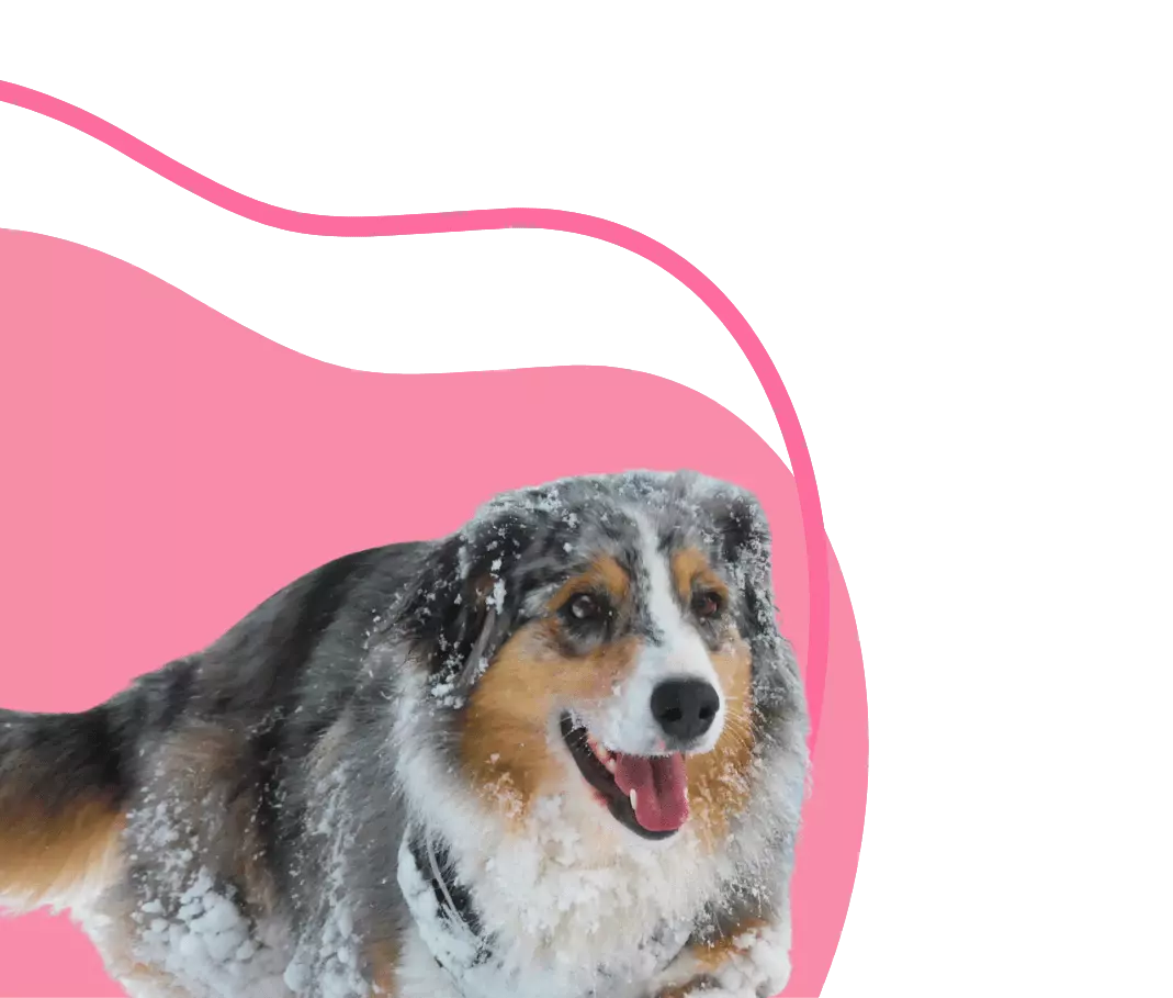 promenade de chien 65