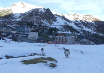 dog sitter la mongie